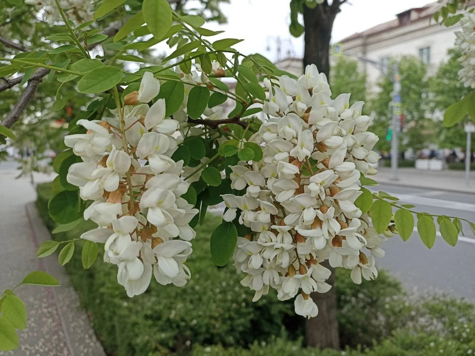 В Севастополе пышно цветет акация