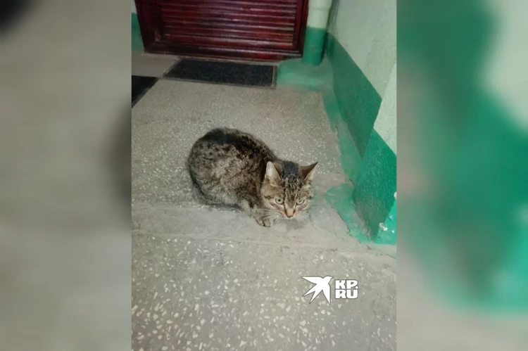 «Врачи приняли решение усыпить»: В Екатеринбурге в подъезде дома нашли изнасилованную кошку