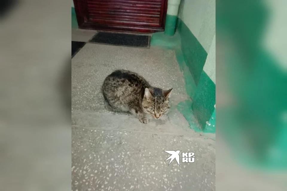 Кошку нашли в доме на улице Сыромолотова. Фото: читатель "КП-Екатеринбург"