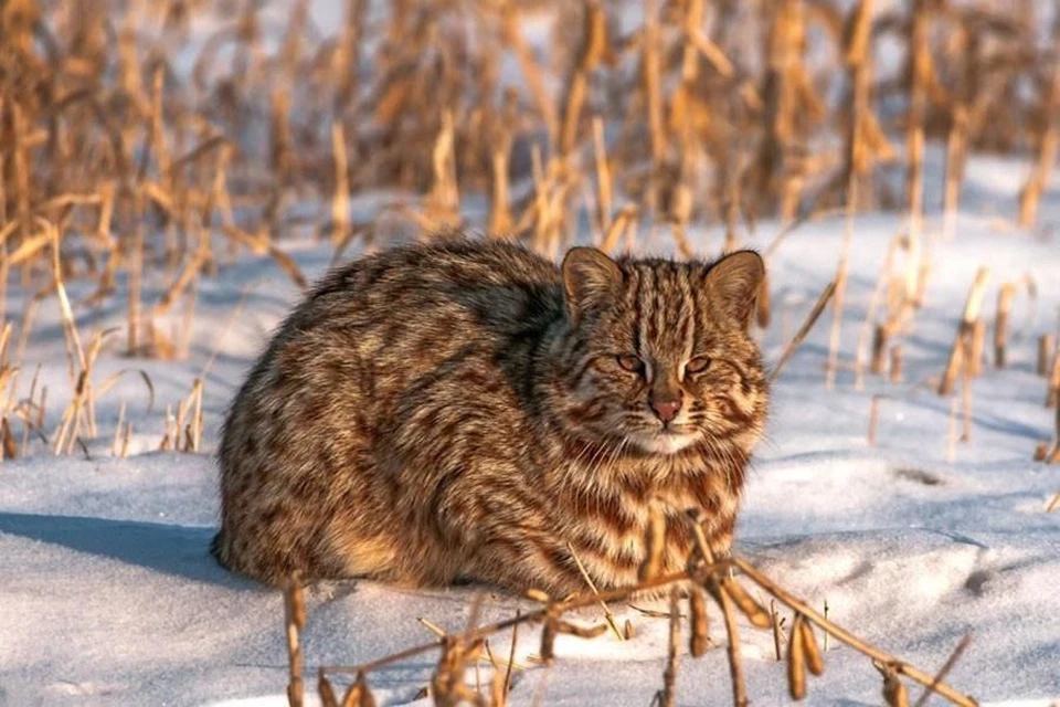 Амурские лесные коты обитают на юге Приамурья. Фото: Красная книга Амурской области