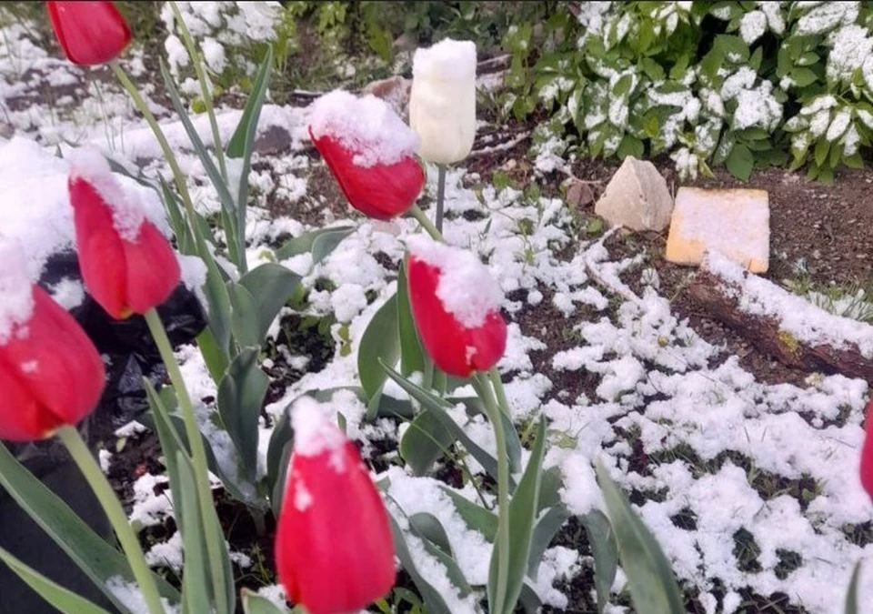 Тюльпаны в майском снегу.