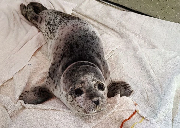 Не может двигаться: еще одного покалеченного тюлененка спасают в Приморье