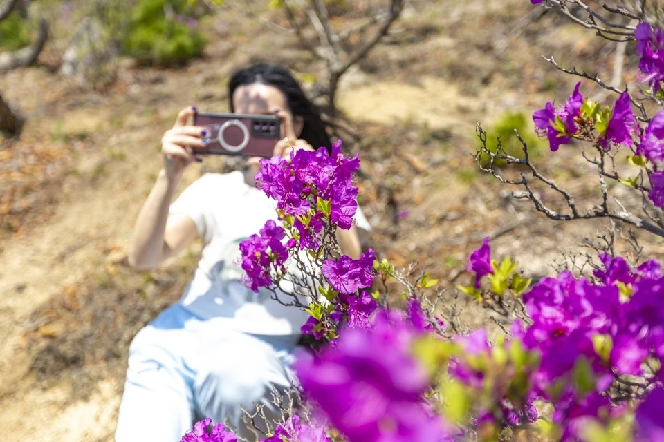 В конце апреля склоны сопок в Приморском крае окрашиваются в оттенки фиолетового и лилового — начинается сезон цветения рододендрона.