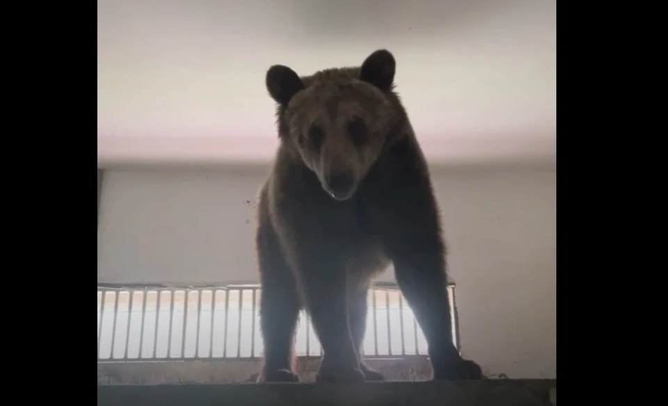 В Белгородском зоопарке показали новую жительницу – медведицу Манюню.