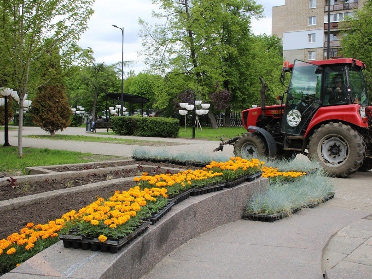 Высадку цветов в Рязани мэрия приостановила из-за заморозков - KP.RU