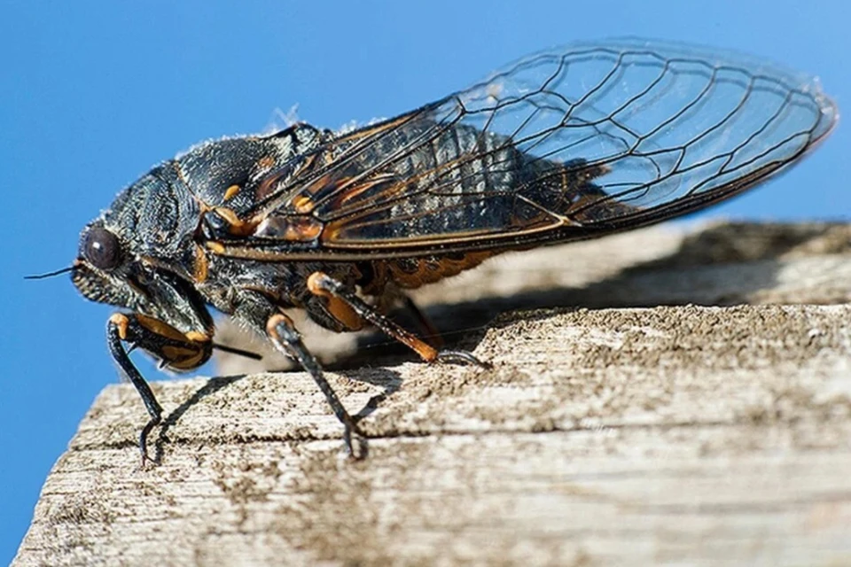 Триллион цикад из двух выводков выползет одновременно впервые за 220 лет в США