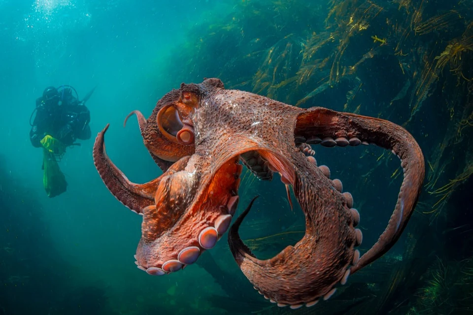 Гигантский осьминог Дофлейна и дайвер. Фото: Андрей Шпатак