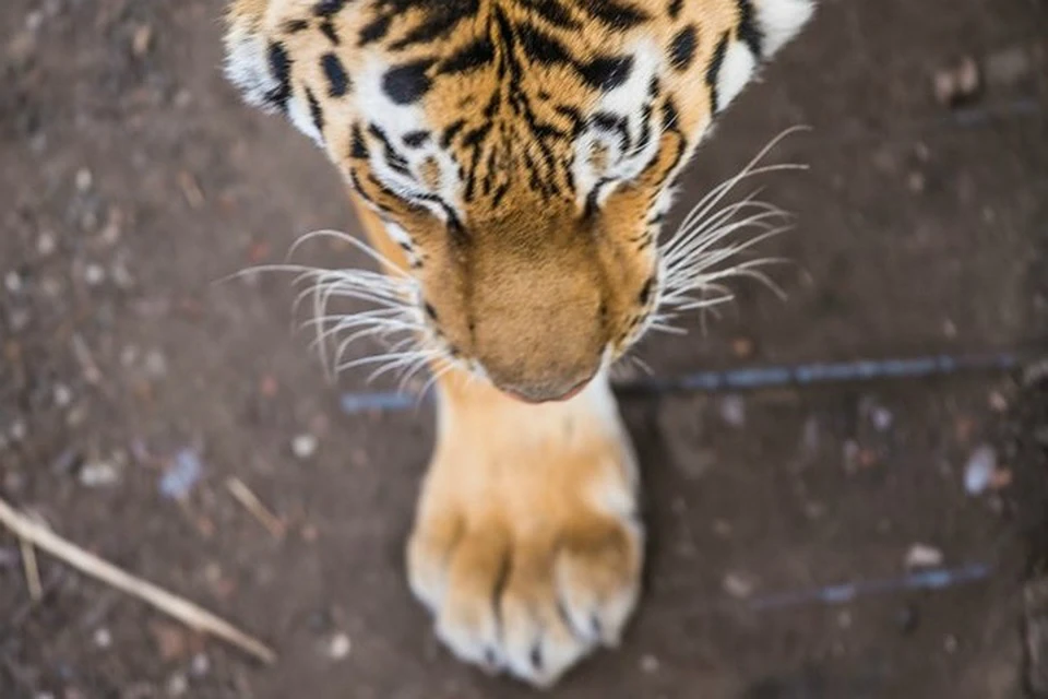 Амурский тигр превратил местные дворы в охотничьи угодья. Тематическое фото