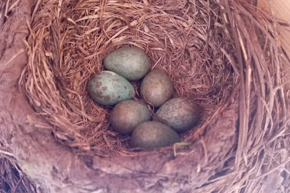 Дрозды свили гнездо и отложили яйца. Фото: предоставлено Марией