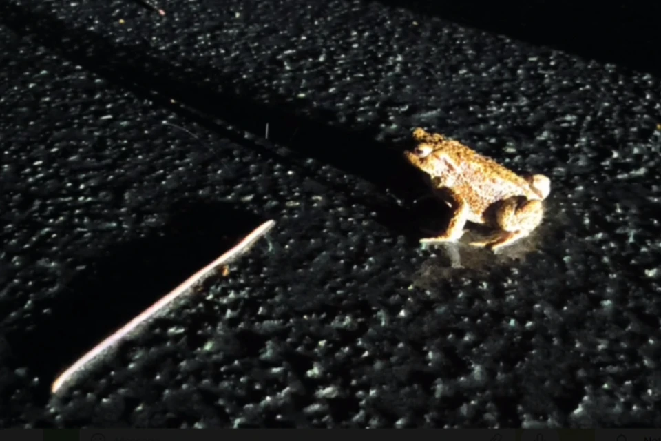 Новосибирцы засняли миграцию жаб на дорогах после дождя.