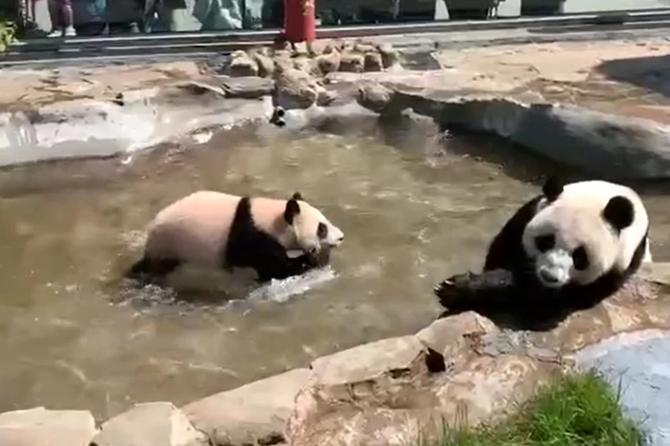 Уличный бассейн панда Катюша оценила