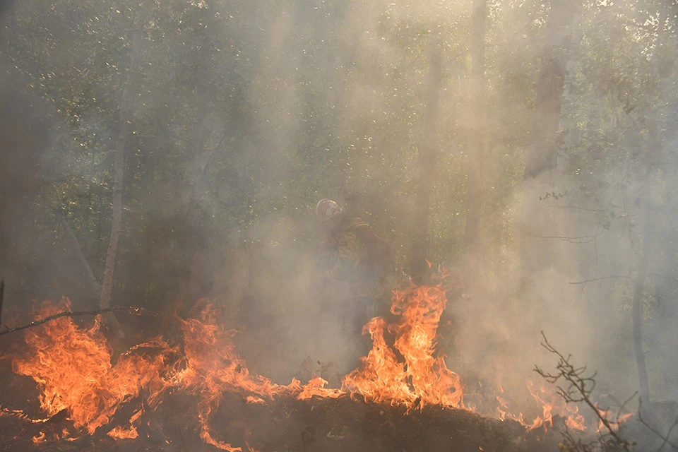 По вине аграриев огонь с территории сельскохозяйственных угодий перекинулся на лесные участки.