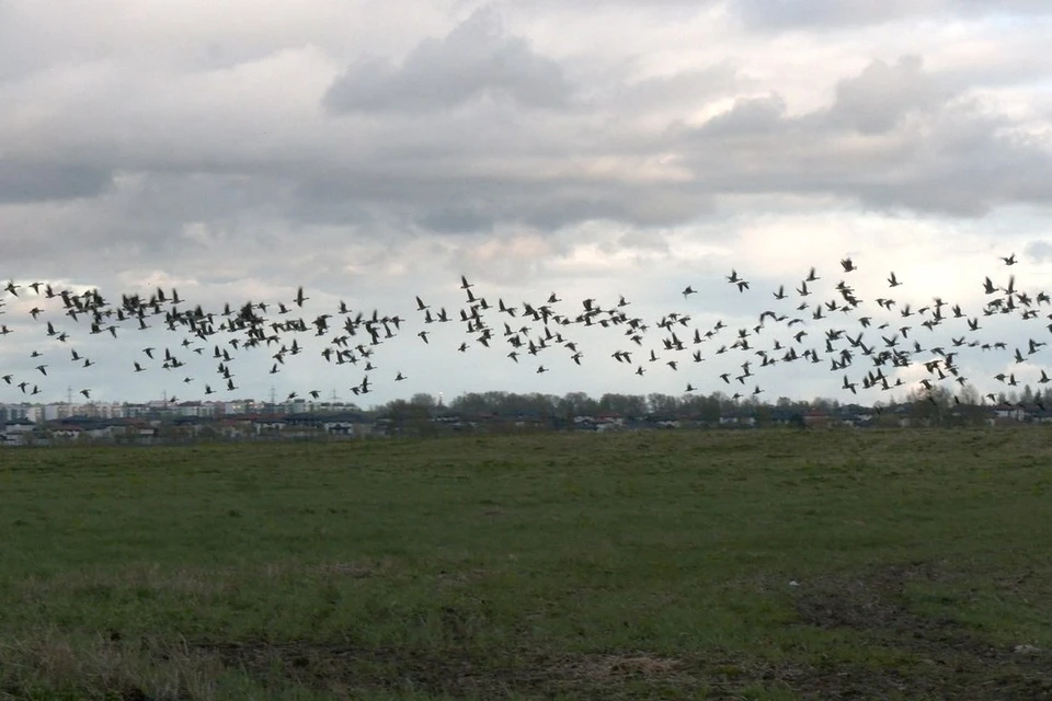 На полях в Ленобласти остановилась огромная стая перелетных гусей. Фото: t.me/kazdoytvaripopare