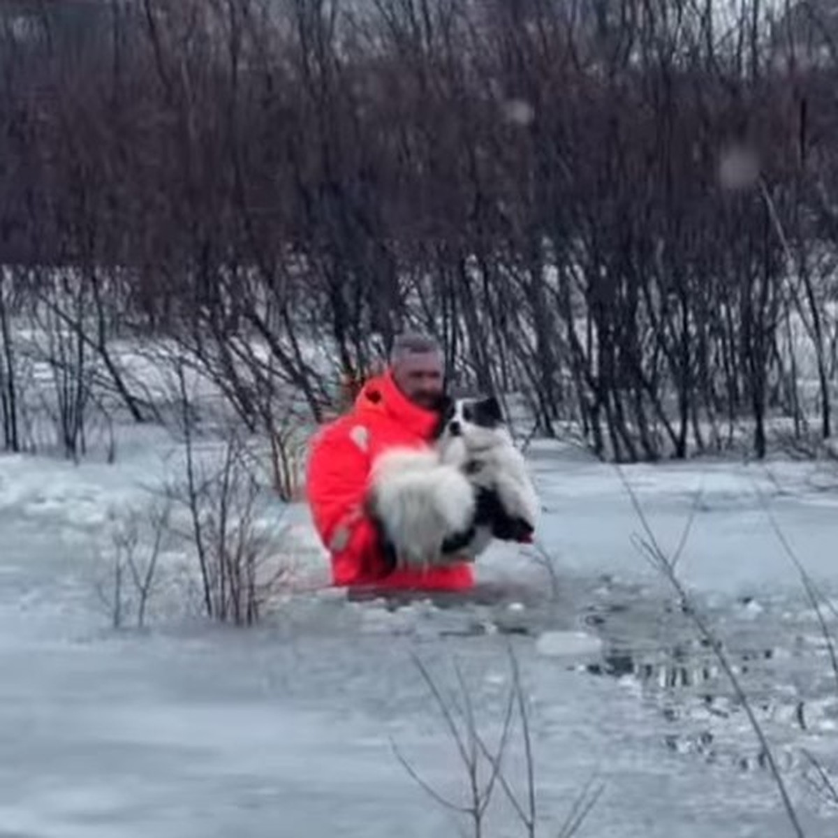 Без еды, воды и в полном одиночестве: на Ямале собака два дня сидела на  окруженном водой островке, пока ее не заметили люди - KP.RU