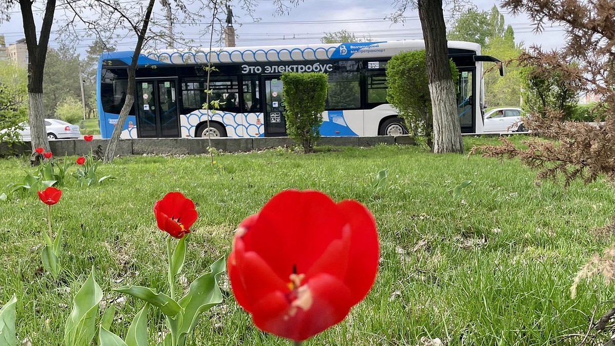 В Волгограде в выходные электробусы на Первой продольной заменят  троллейбусами - KP.RU