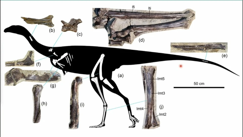 Новый динозавр из Шестаково получил название Kiyacursor longipes.