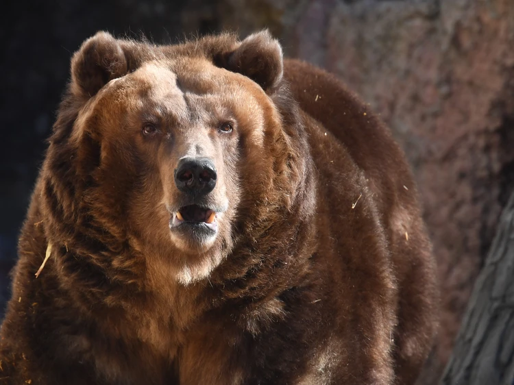 Томский охотовед рассказал о новом приходе медведя в село Богашево