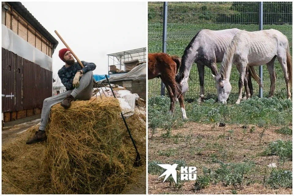 Лошадям с печально известного конезавода привезли еду. Фото: Абрамов Андрей/соцсети