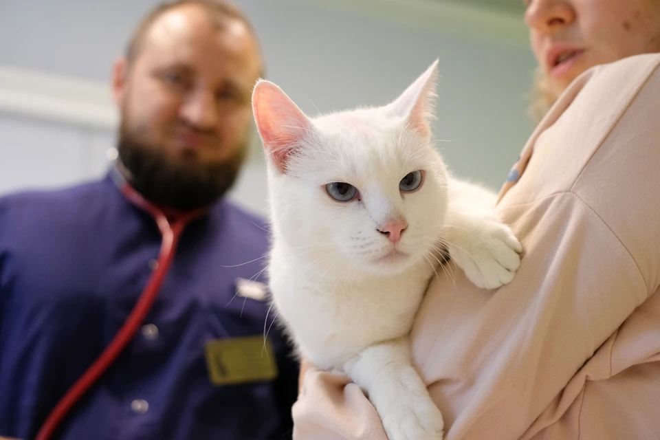 Более 2 тысяч котов и кошек стерилизовали и кастрировали в Удмуртии за месяц