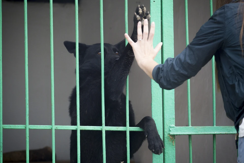 В Нижнем Тагиле горожане обвиняют приют "Добрые руки" в пропаже собак