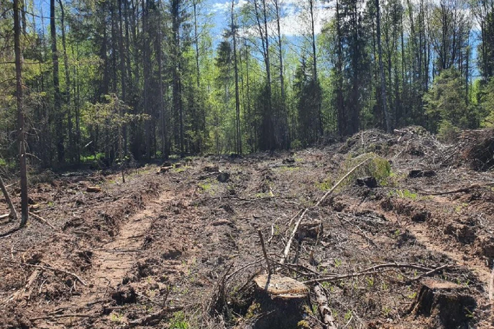 Некто вырубил деревья общим объемом не менее 30 кубометров. Фото: прокуратура Кировской области