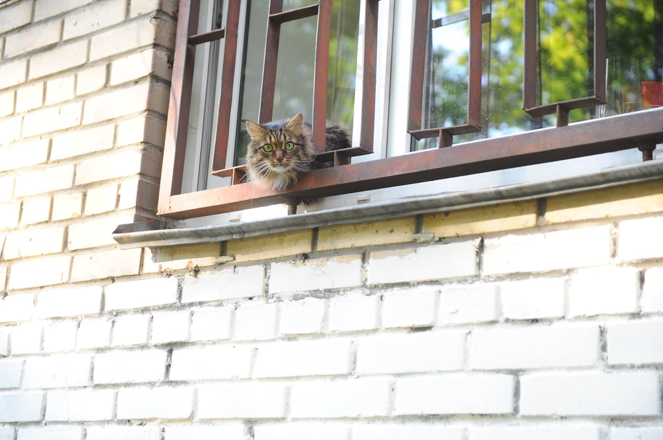 В Димитровграде кошка не выжила после того, как провела несколько часов в плену у окна