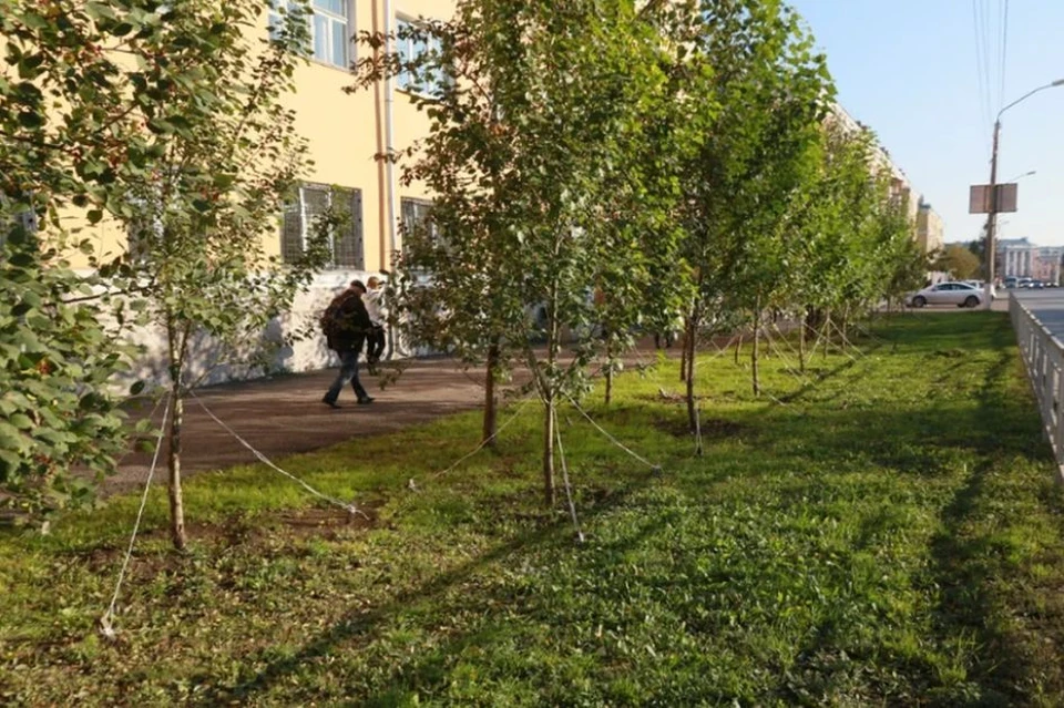 В рамках концепции «Барнаул – зеленый город» взамен срубленных аварийных деревьев высаживают новые
