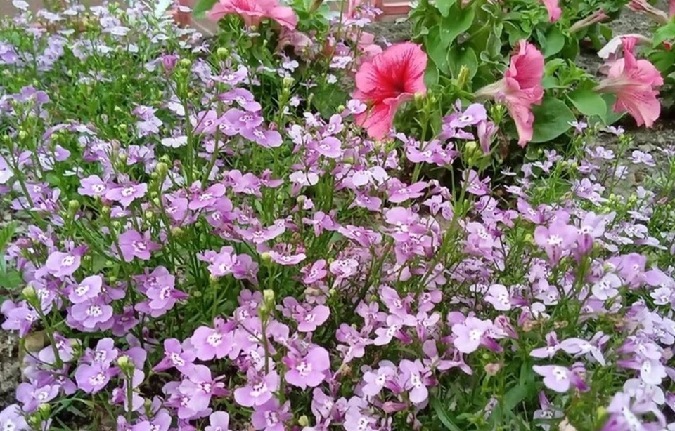 Летом улицы Надыма украсят более 170 тысяч цветов