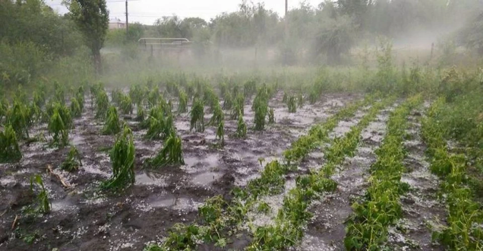 Из-за ливней и града в Молдове пострадали сотни гектаров сельхозугодий.
