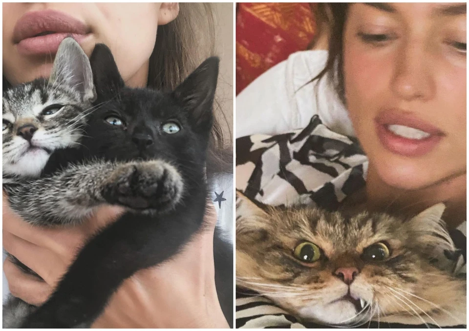 Ирина Шейк обожает кошек. Кошки, судя по их виду, испытывают смешанные чувства. Фото: страница Ирины Шейк в соцсети