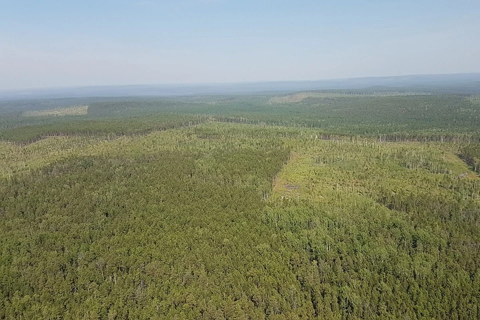 Хабаровский край вошел в десятку самых лесистых регионов