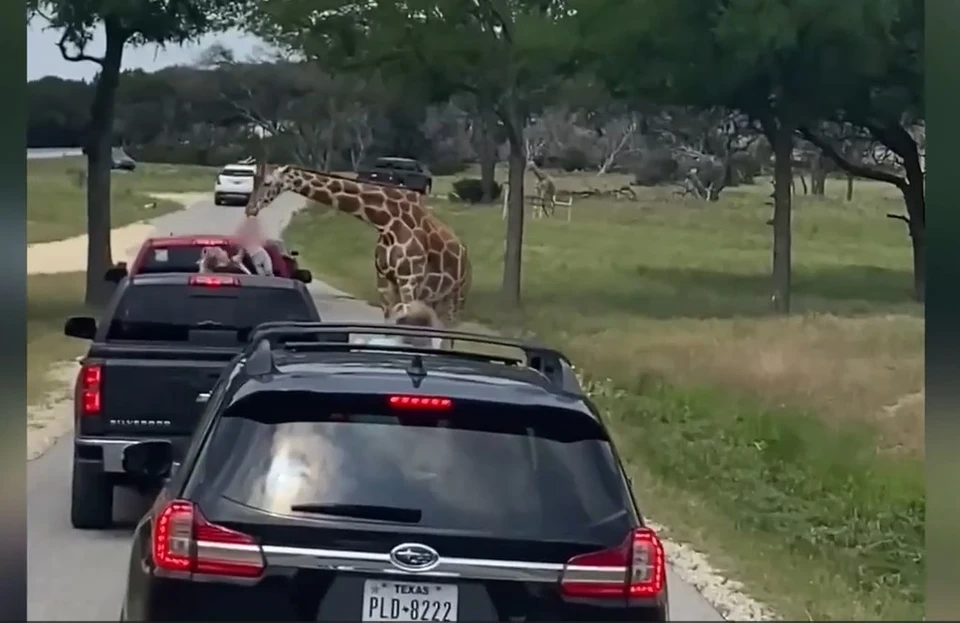 Жираф выхватил двухлетнюю девочку из машины в сафари-парке в Техасе. Фото:скриншот видео
