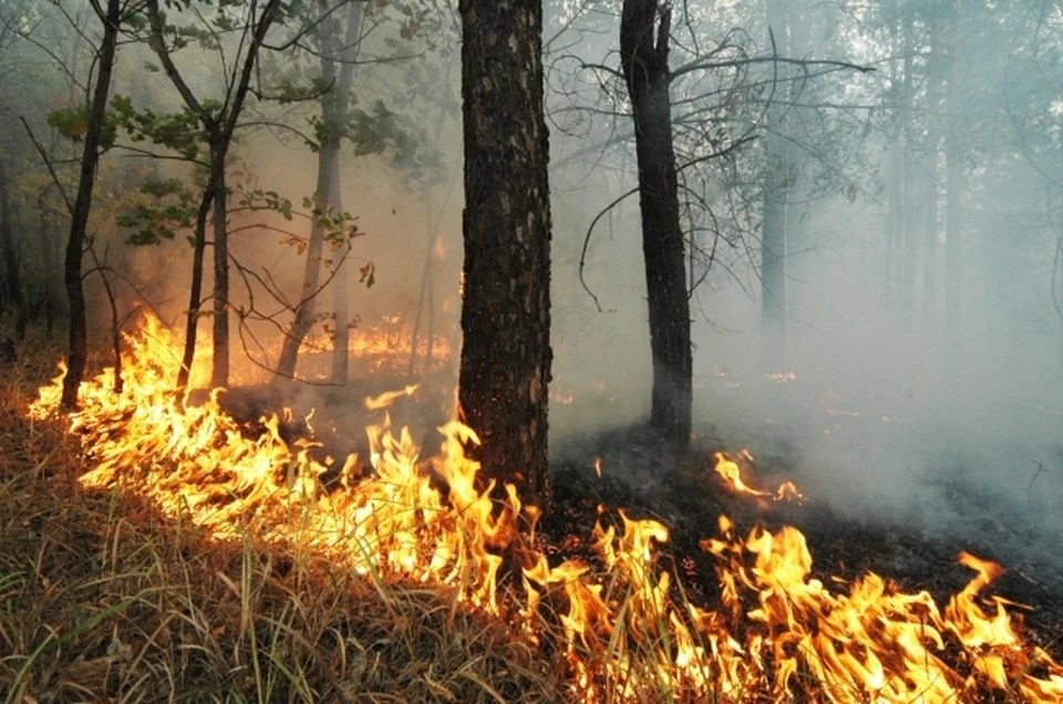 Ставропольца осудят за уничтожение 75 деревьев на 6,5 млн рублей
