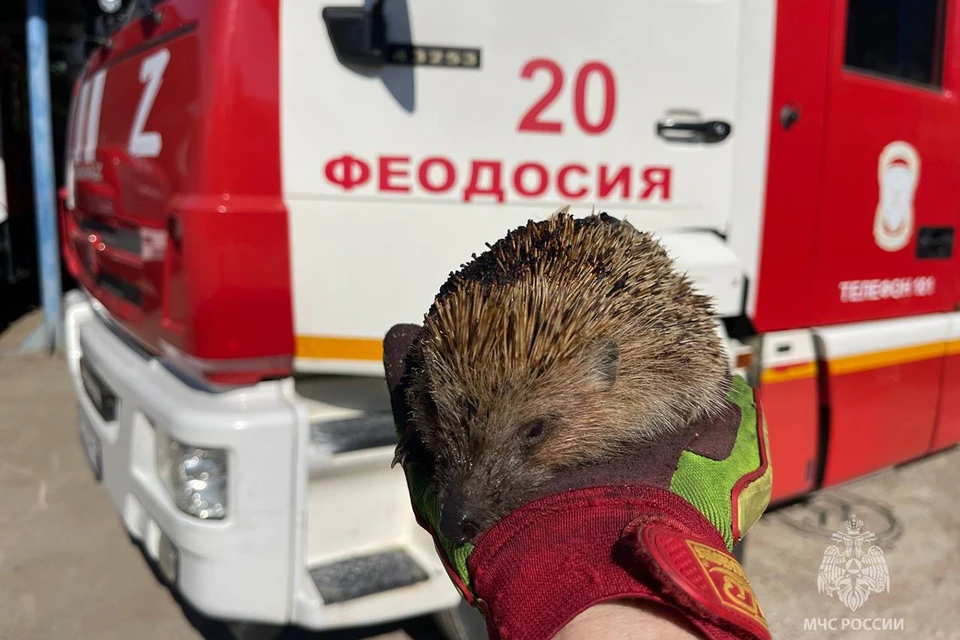 Ежегодно бойцы чрезвычайного ведомства выручают из беды сотни животных и птиц. Фото: ГУ МЧС России по Республике Крым