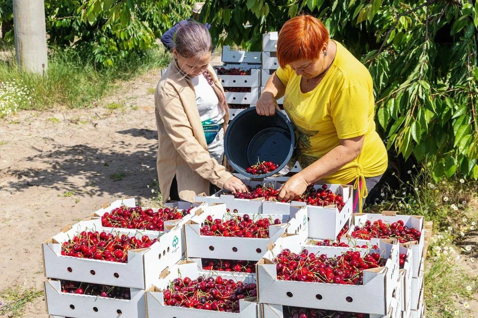 В Запорожской области собрали уже 927 тонн мелитопольской черешни