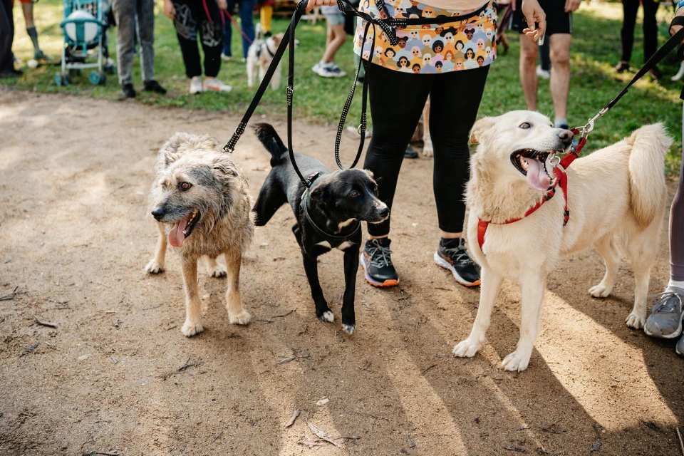 В Твери пройдет фестиваль для людей, любящих животных. Фото: "Инициативная группа по защите животных"