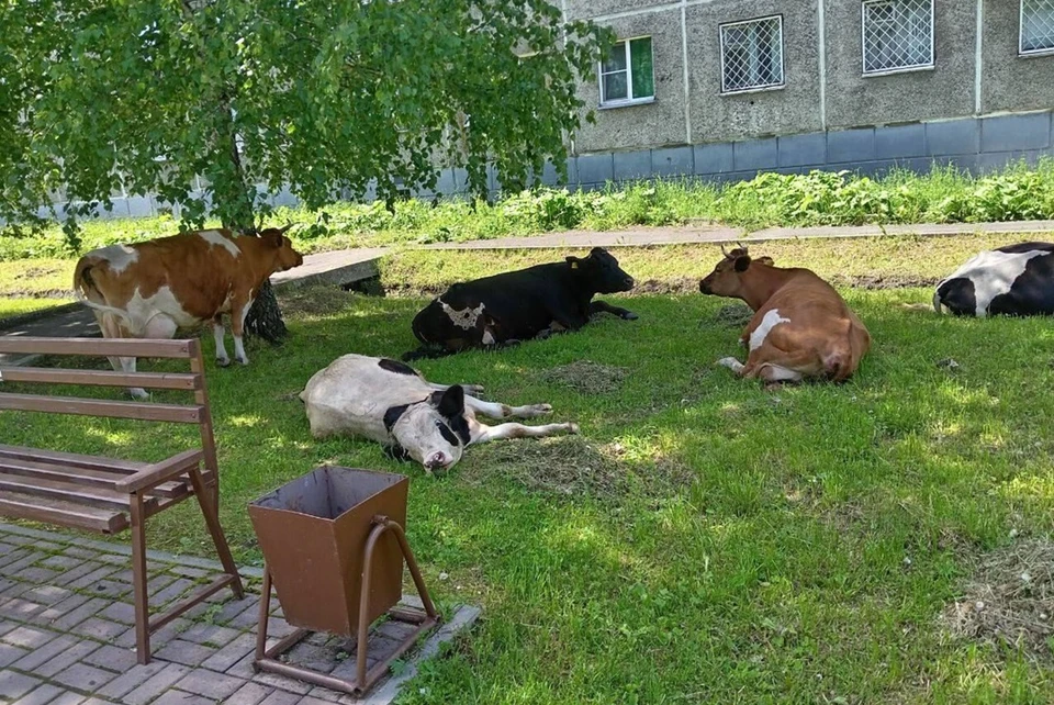 Коровы разлеглись на траве прямо посреди города. Фото: Предоставлено местными жителями