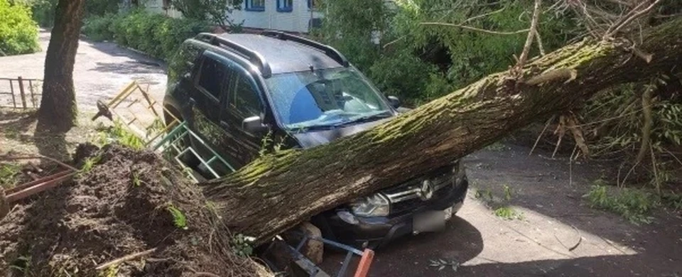 В Калуге упавшее дерево придавило машину