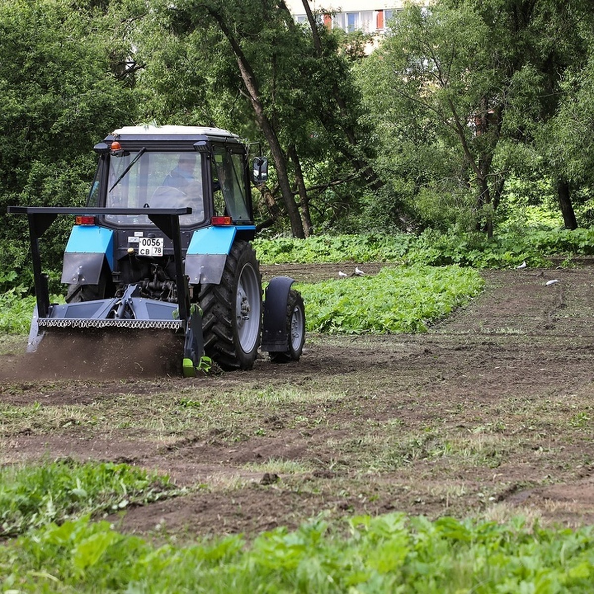 Эксперимент по уничтожению борщевика начали в Полежаевском парке в  Петербурге - KP.RU