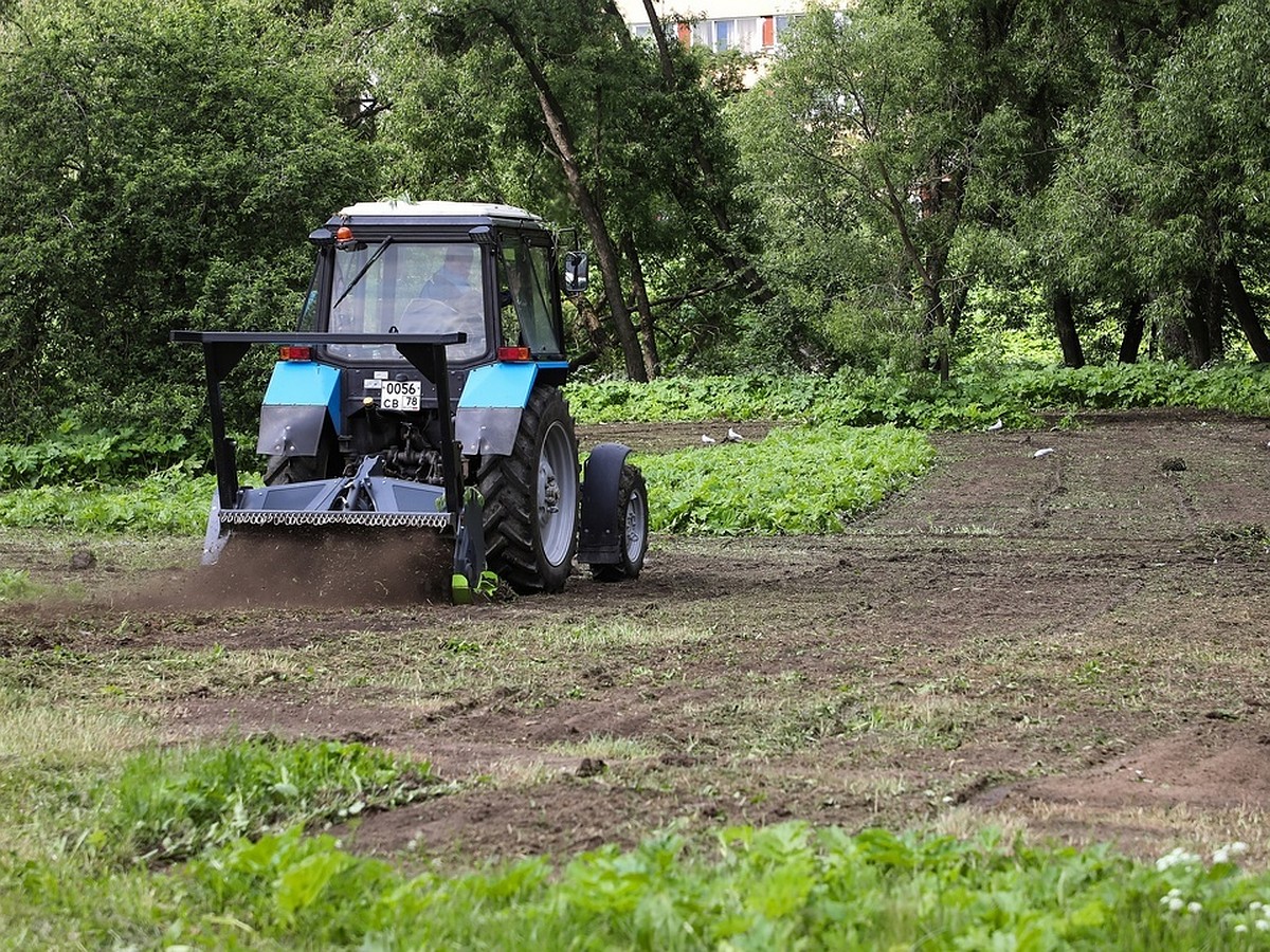 Эксперимент по уничтожению борщевика начали в Полежаевском парке в  Петербурге - KP.RU