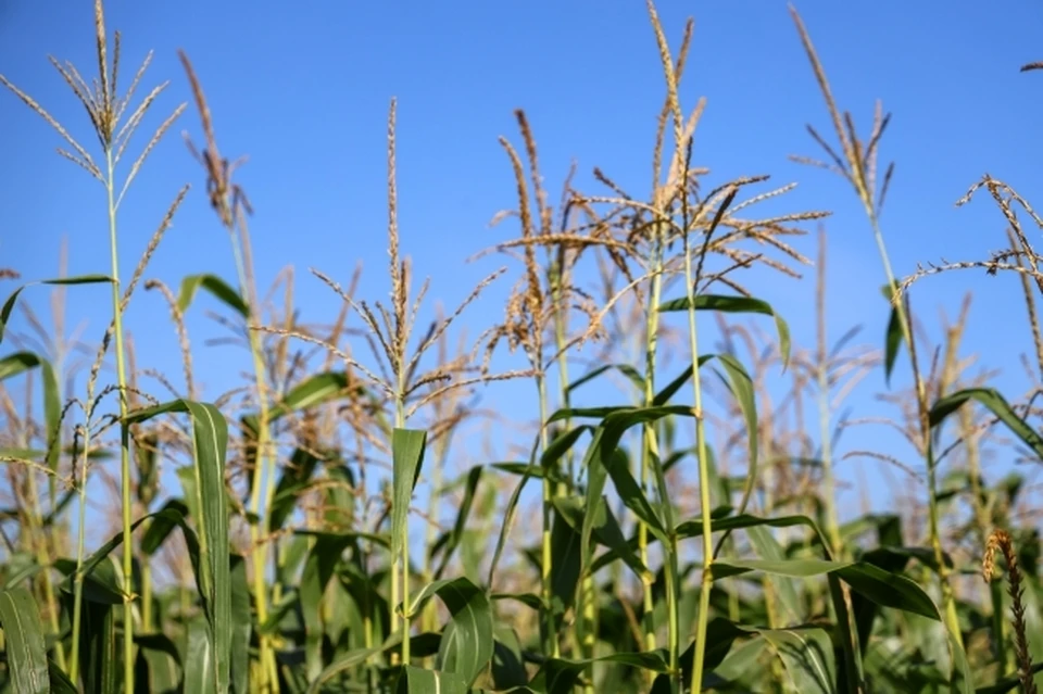Нижегородцам рассказали о 19 опасных для здоровья растений