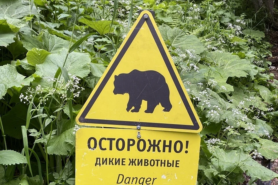 Обнаружены следы медведя на кладбище поселка Ванино Хабаровского края