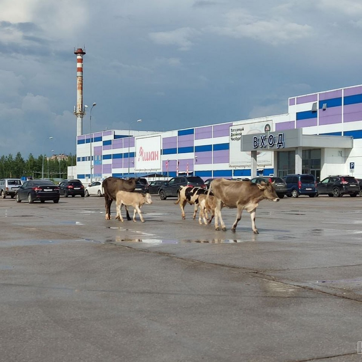 Городские коровы пасутся у торгового центра Калуги - KP.RU