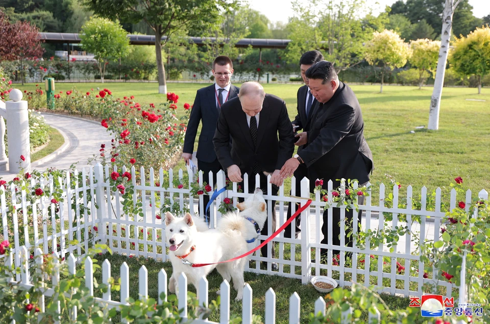 Ким Чен Ын подарил Владимиру Путину двух охотничьих собак породы пхунсан