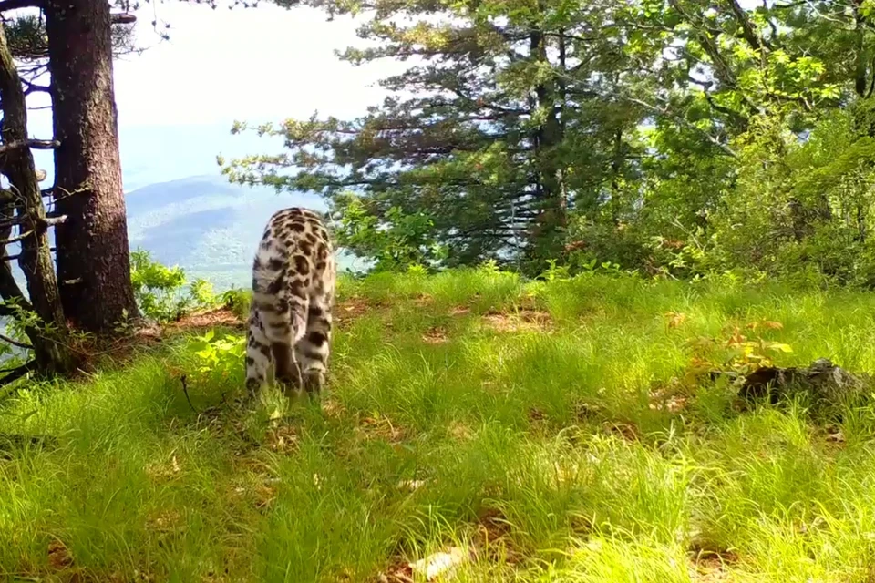 Принсткрин видео amurleo_land