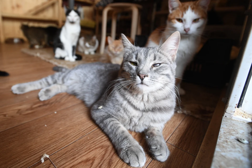 Приют для кошек