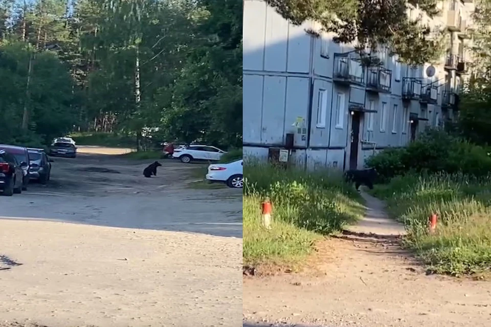 Мишка убежал в сторону лесного массива. Фото: vk.com/priozerskdtp