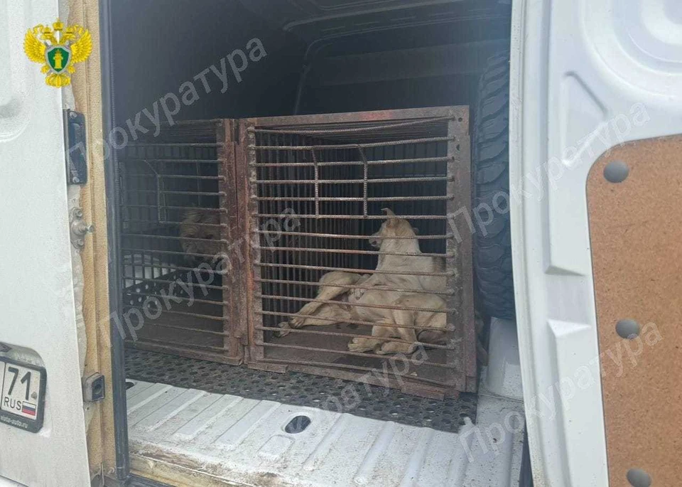 В Новомосковске безнадзорная собака покусала семилетнего мальчика