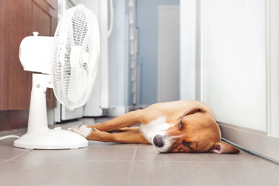 Ветеринар Растегаева перечислила правила ухода за домашним питомцем в жару