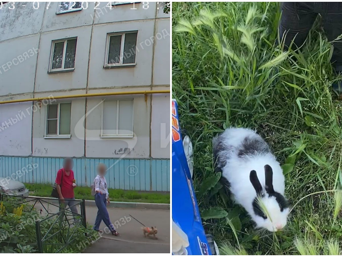 Подключили уголовный розыск: полицейские помогли маленькой девочке вернуть  украденного ручного кролика - KP.RU